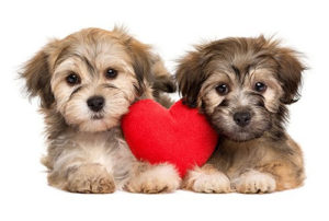 puppies with heart