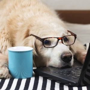 Dog studying on a computer