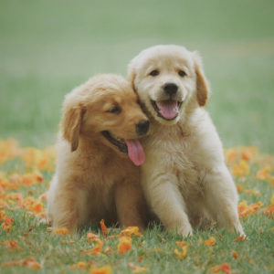Two puppies in a field