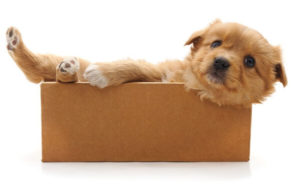 puppy in a box