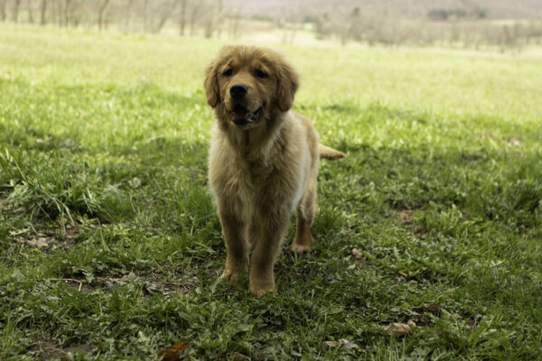 Madeline - Image 7