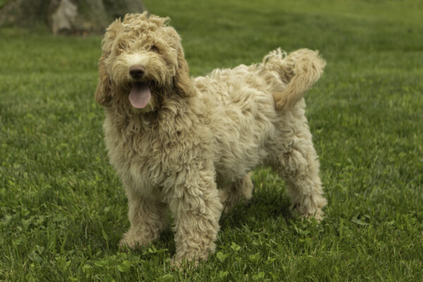 Hanna - Image 7