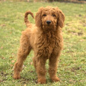 F1 Goldendoodles