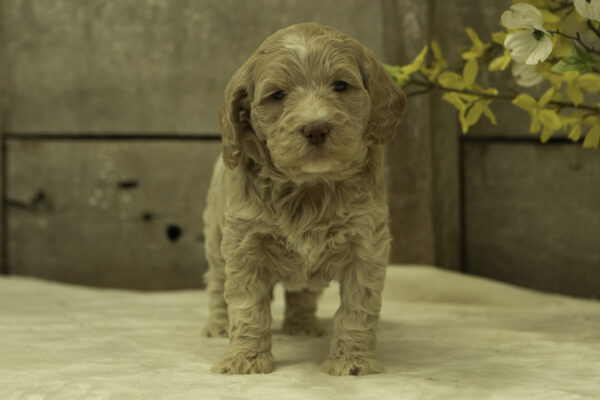 Hanna