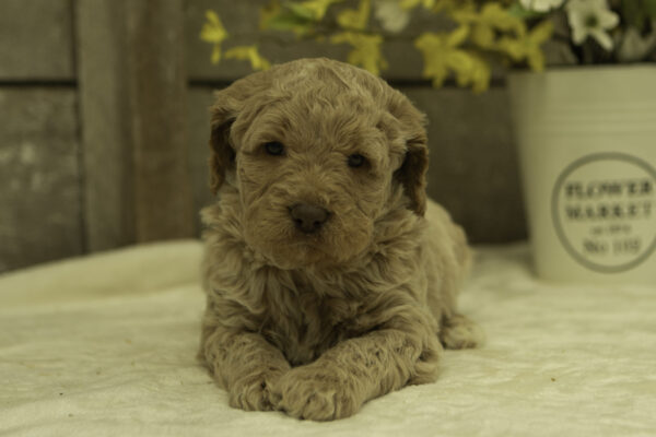 Hector - Image 2