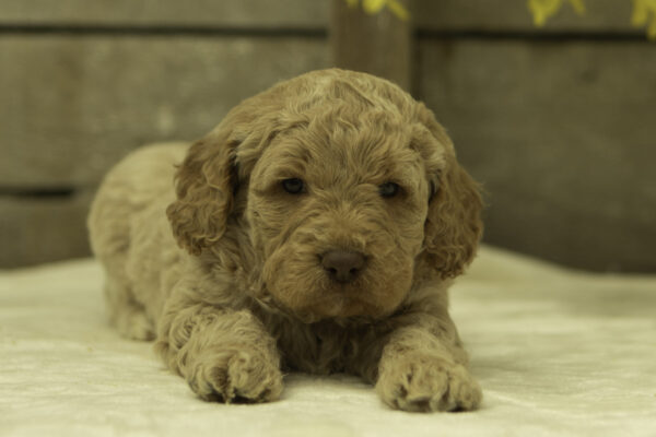 Hector - Image 5