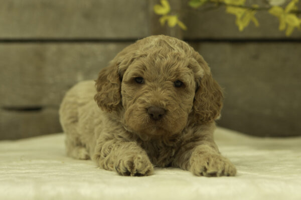 Hector - Image 3