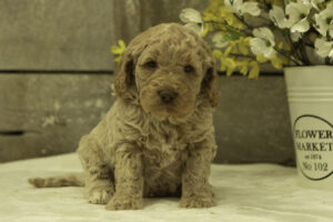 Hector
