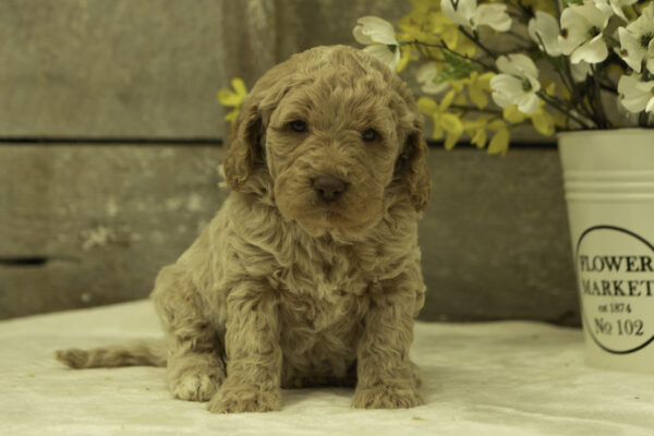 Hector