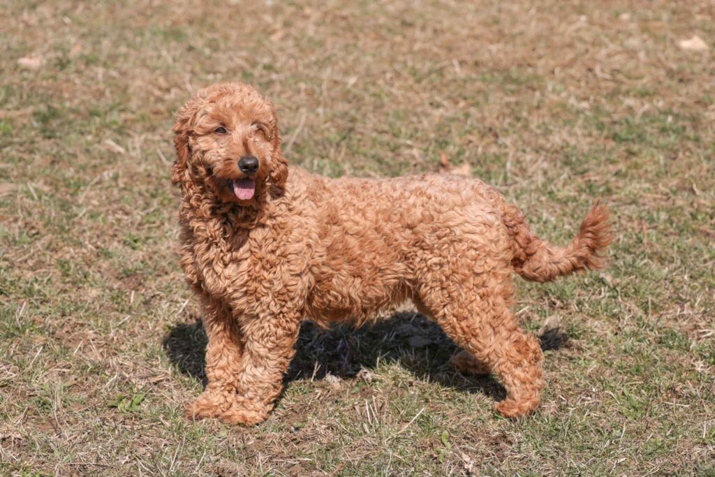 medium poodle great personality trained