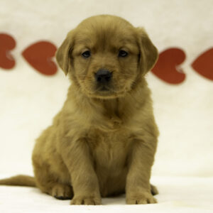 Golden Retrievers