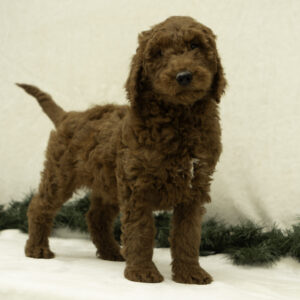 F1B Goldendoodles