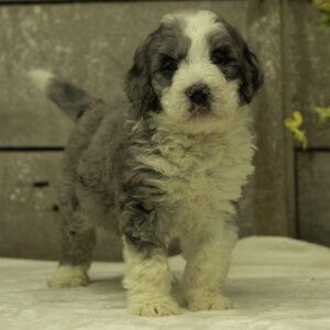 Bernedoodles