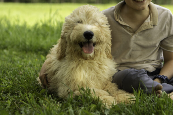 Brody - Image 6