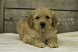 Brody