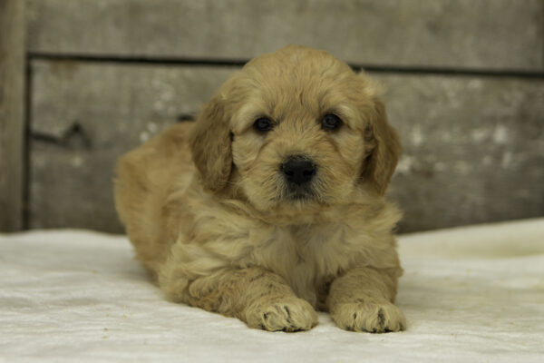 Brody f1 goldendoodles puppies