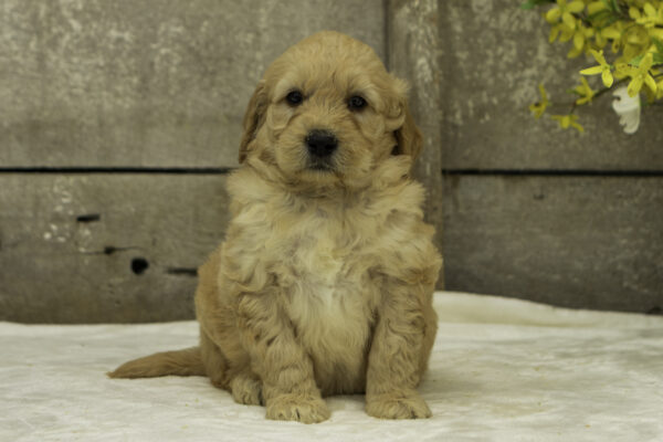 Brody - Image 2