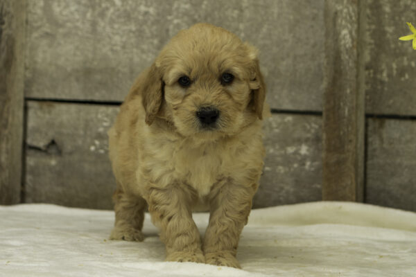 Brody - Image 3