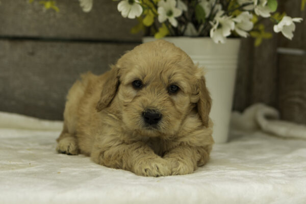 Brody - Image 4