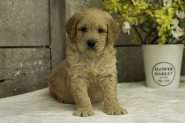 Barret f1 goldendoodles