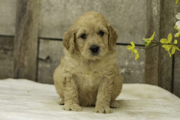 briella f1 goldendoodles for sale