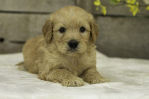 Bentley