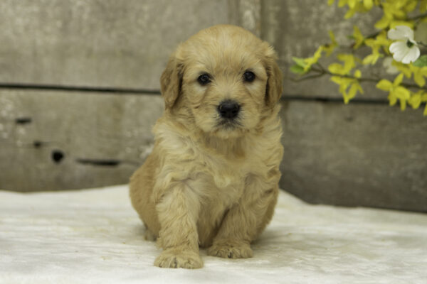 Bentley - Image 2