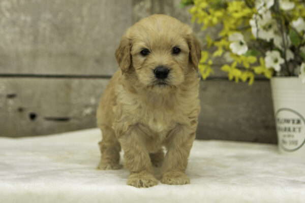 Bentley - Image 3