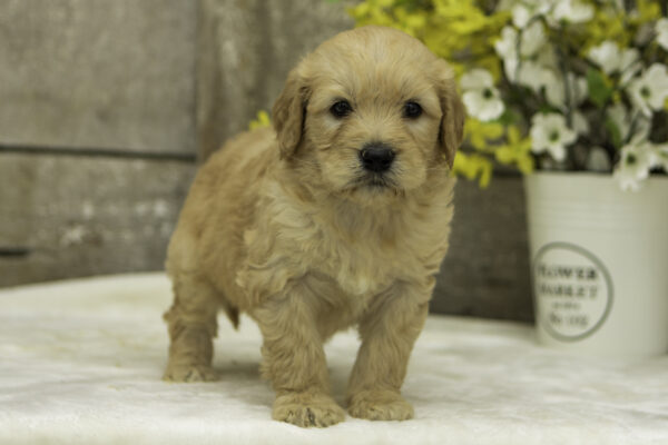 Bentley - Image 4
