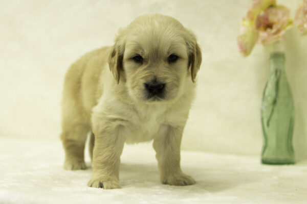 Flyn puppies for sale