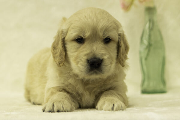 Fisher golden retriever puppies for sale
