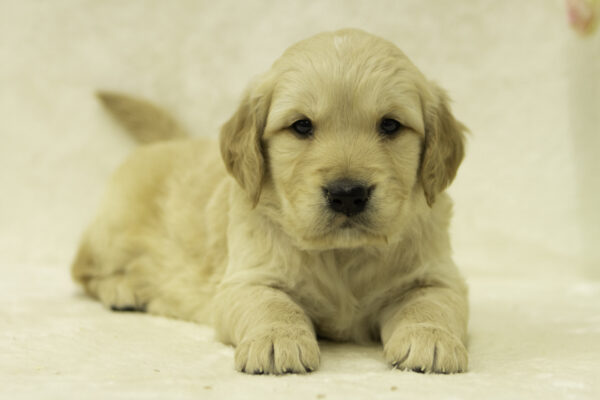 Forest golden retriever breeder