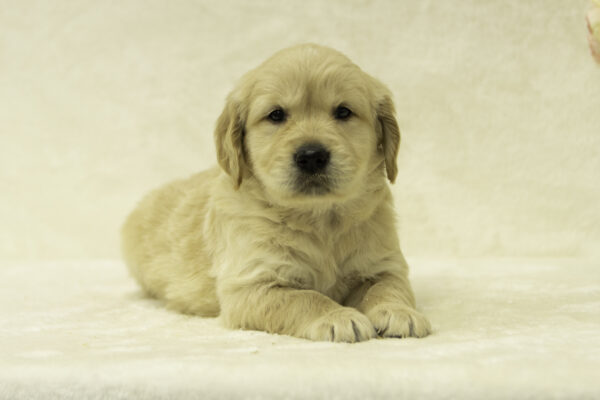 Flora golden retriever puppy