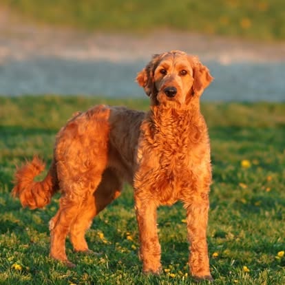 Trained dog