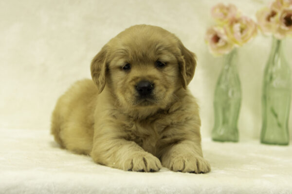 Dahlia - Golden Retriver