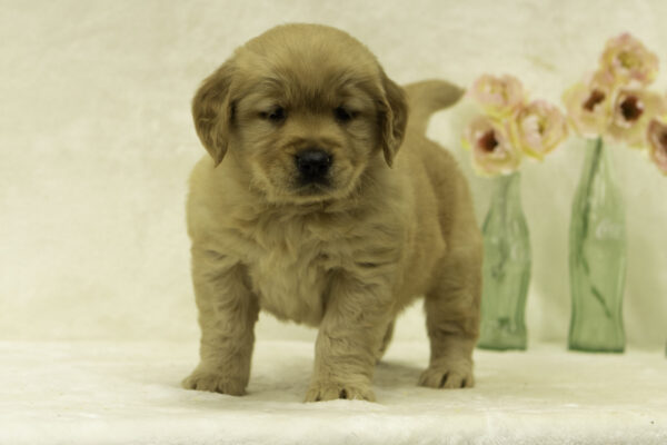Dahlia - Image 2