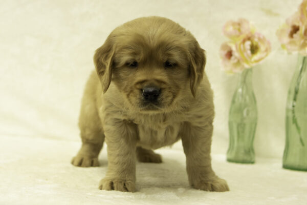 Dane Golden retriever puppy