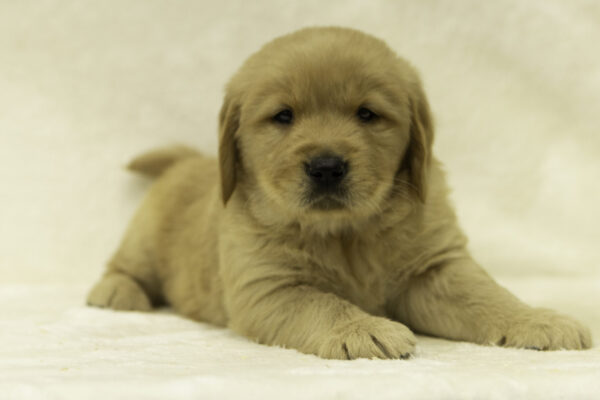 Diego Golden Retriever Breeder