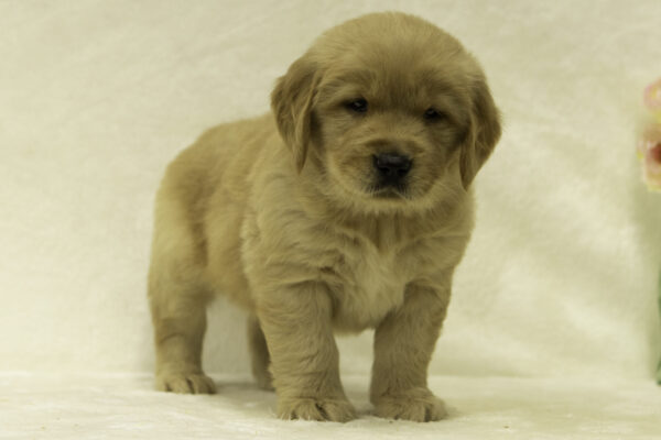 Diego - Image 2