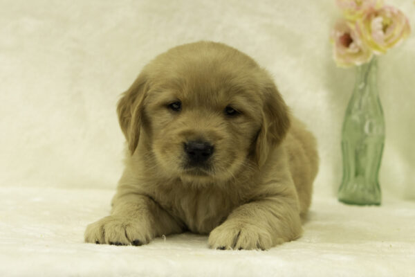 Diego - Image 3