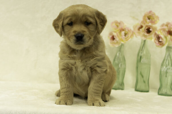 Dior Golden Retriever Puppy