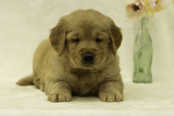 Don Golden Retriever Puppy