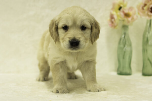 Fiona Golden Retriever Puppy