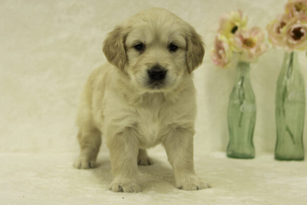 Fiona - Image 2