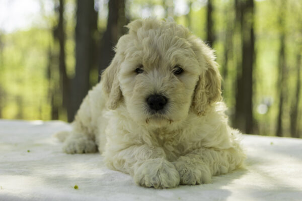 Rudy F1B Goldendoodles