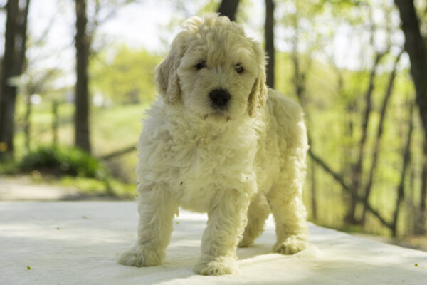 Rudy - Image 2