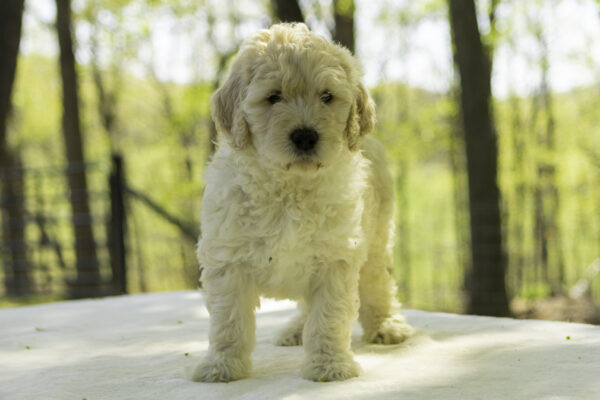 Rudy - Image 3