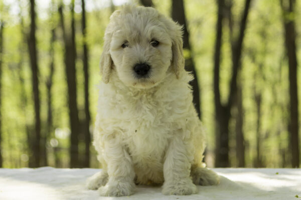 Rudy - Image 4