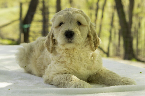 Ronnie f1b goldendoodles for sale