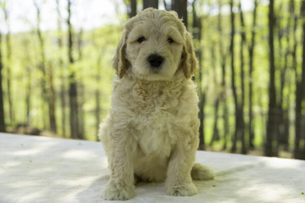 Ronny - Image 3